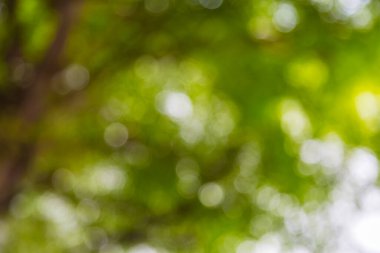 Arkaplan için açık yeşil bokeh