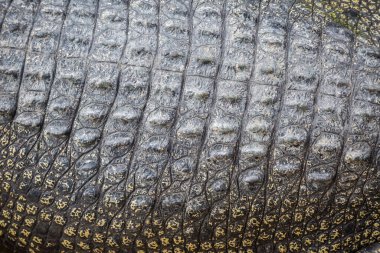 Arkaplan için gerçek timsah derisi dokusu kullanımı