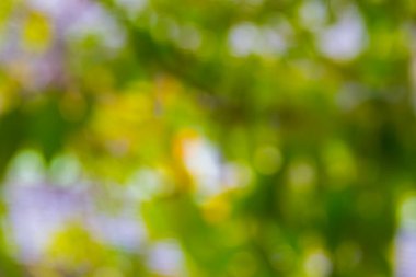 arkaplan için doğa kullanımından yeşil arkaplan bokeh