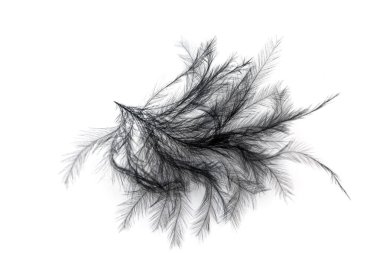 Siyah tüy yakın plan beyaz zemin üzerinde izole