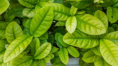 yeşil yaprak doğa arkaplanı