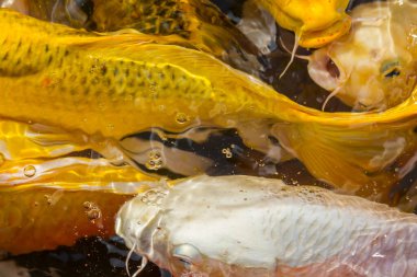 Koi sazan balığı Japon yüzme (Cyprinus carpio) güzel renk arkaplanı