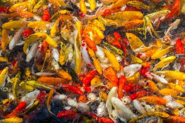 Koi sazan balığı Japon yüzme (Cyprinus carpio) güzel renk arkaplanı