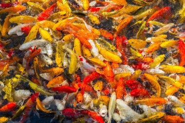 Koi sazan balığı Japon yüzme (Cyprinus carpio) güzel renk arkaplanı