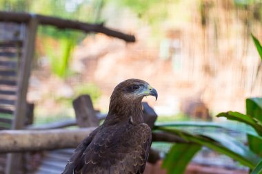 Falcon yeşil arka planlı parkı kapat.