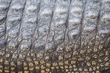 Arkaplan için gerçek timsah derisi dokusu kullanımı