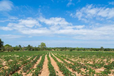 Mavi gökyüzü arka planlı Cassava tarlası