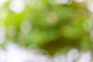 arkaplan için doğa kullanımından yeşil arkaplan bokeh