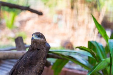 Falcon yeşil arka planlı parkı kapat.