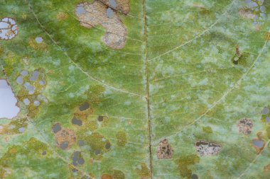 Böcekler ağaç kurumadan önce içinde delik olan yeşil yaprakları yerler.