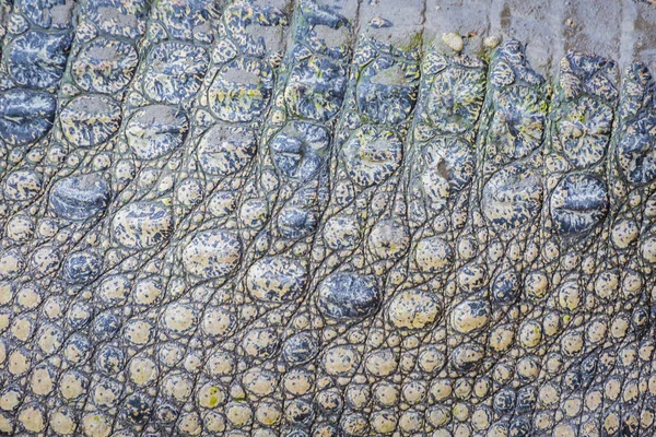 Real Crocodile skin texture use for background