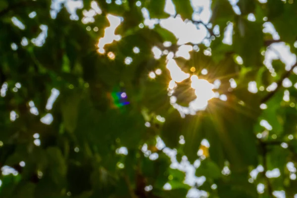 Green Background Bokeh Nature Use Background — Stock Photo, Image