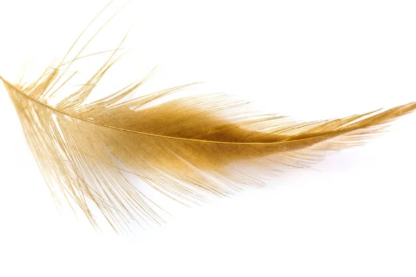 Bird Light Brown Feather Isolated White Background — Stock Photo, Image