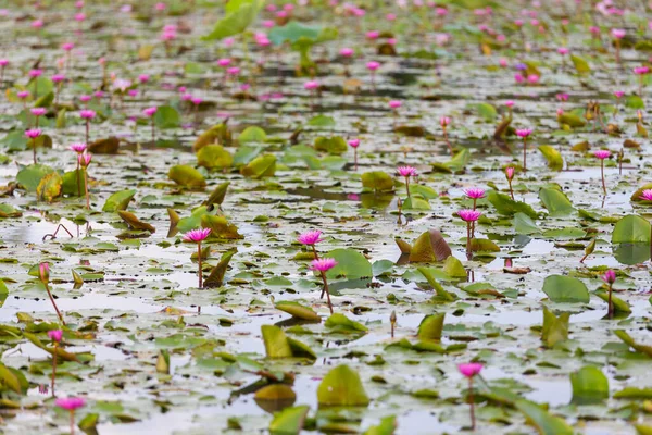 Flor Lótus Rosa Florescendo Lírios Água Flor Foco Meio Lagoa — Fotografia de Stock