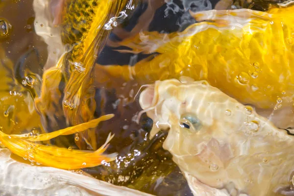 Koi Carps Fish Japanese Swimming Cyprinus Carpio Прекрасний Кольоровий Фон — стокове фото