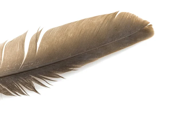 Close Brown Feather Isolated White Backgroind — Stock Photo, Image