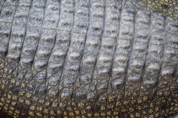 Textura Pele Crocodilo Real Uso Para Fundo — Fotografia de Stock