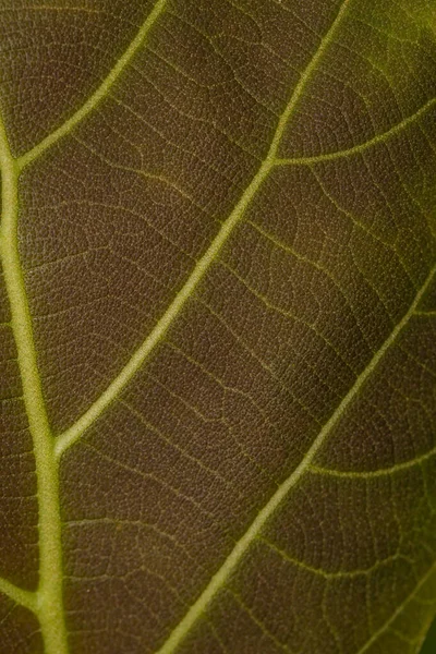 Primer Plano Sobre Fondo Textura Hoja Verde — Foto de Stock