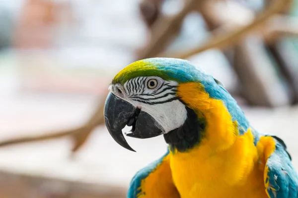 Primo Piano Pappagalli Colorati Testa Sfondo Natura — Foto Stock