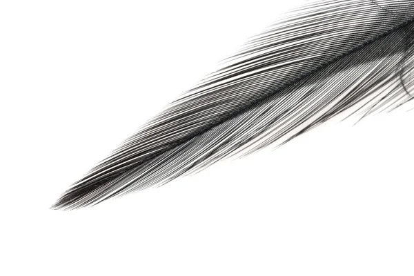 白い背景に隔離された黒い羽のクローズアップ — ストック写真