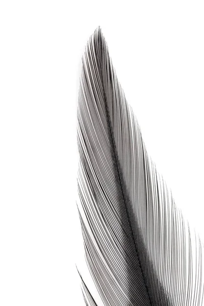 Κοντινό Πλάνο Του Μαύρου Φτερού Που Απομονώνεται Λευκό Φόντο — Φωτογραφία Αρχείου