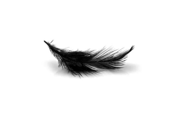 Close Small Black Feather Isolated White Backgroind — Stock Photo, Image