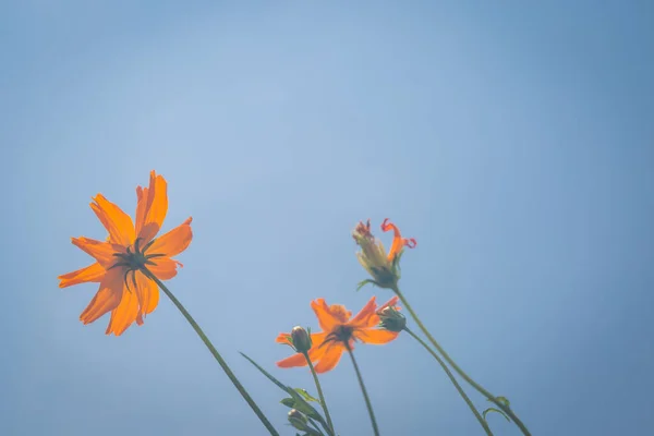 Mavi Gökyüzü Arkaplanlı Sarı Çiçekler — Stok fotoğraf