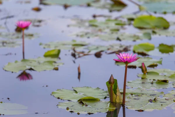 池の真ん中にピンクの蓮の花を咲かせ 睡蓮の花を咲かせます — ストック写真