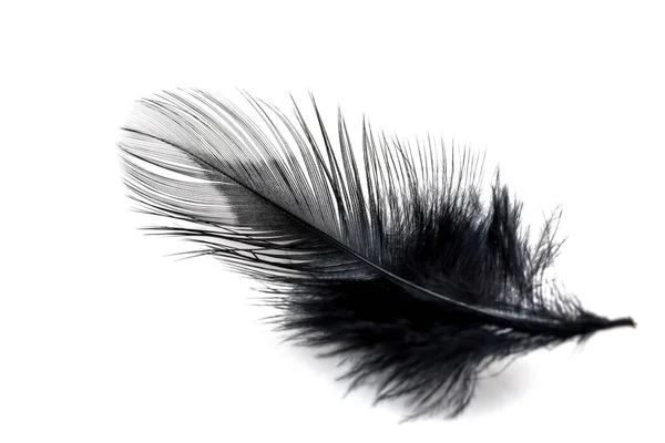 Close Black Feather Isolated White Background — Stock Photo, Image