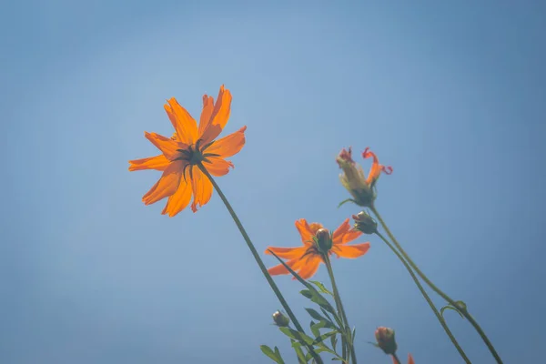 Mavi Gökyüzü Arkaplanlı Sarı Çiçekler — Stok fotoğraf