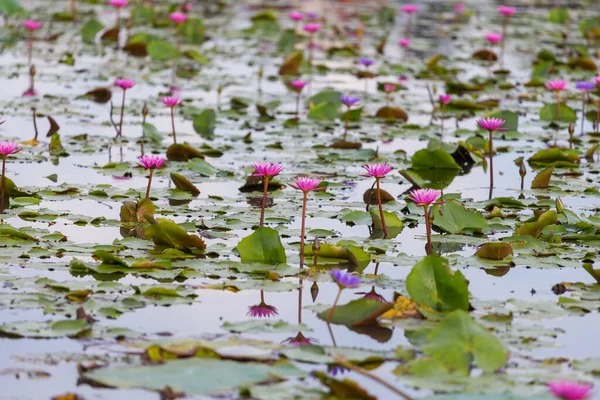 Pink Lotus Flower Blooming Water Lilies Flower Focus Middle Pond — Stock Photo, Image