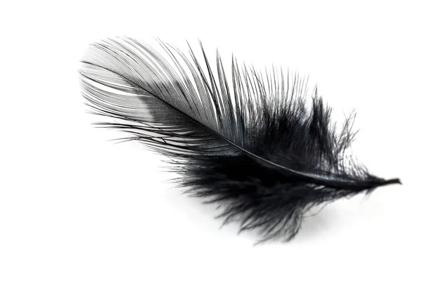 Close Black Feather Isolated White Background — Stock Photo, Image