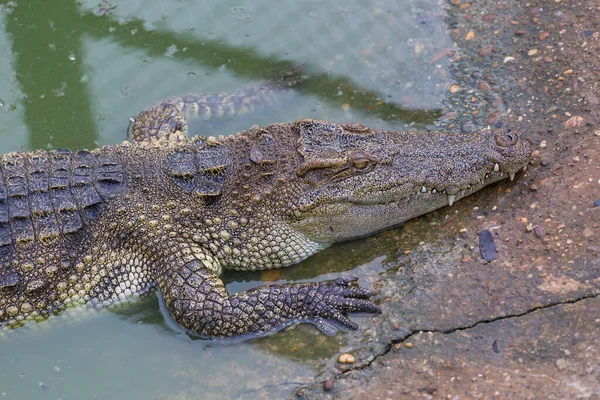 Közelkép Head Krokodilról Aligátor Parkban — Stock Fotó