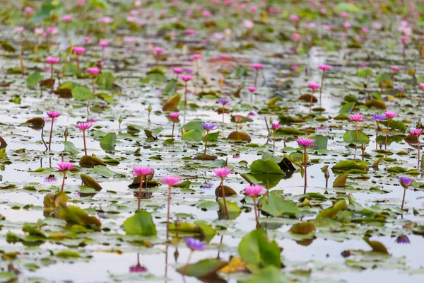 Pink Lotus Flower Blooming Water Lilies Flower Focus Middle Pond — Stock Photo, Image