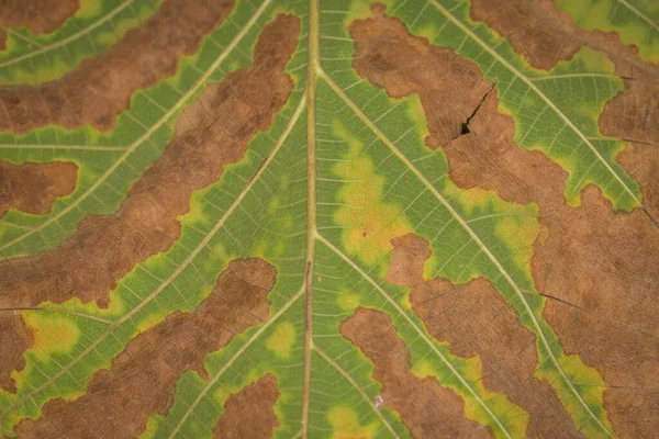 Осенние Листья Крупным Планом — стоковое фото