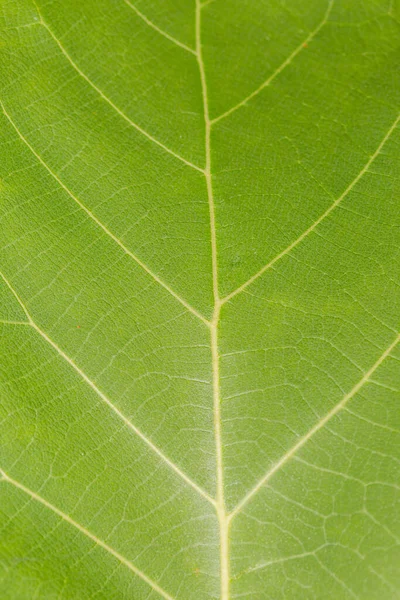 Primer Plano Sobre Fondo Textura Hoja Verde — Foto de Stock