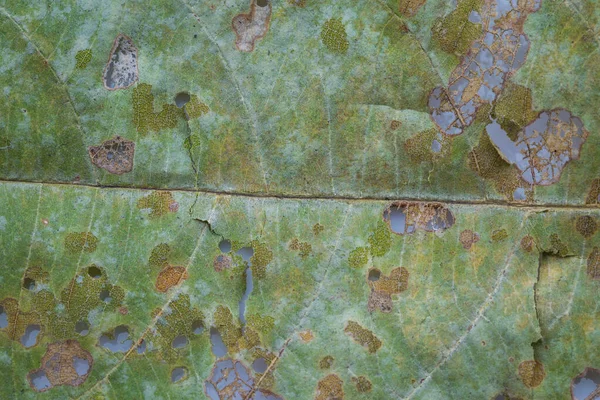 害虫は木が乾く前に穴の開いた緑の葉を食べる — ストック写真