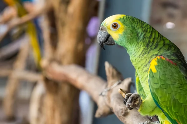 Zbliżenie Kolorowe Papugi Głowa Natura Tło — Zdjęcie stockowe