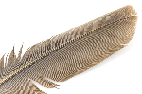 Close Brown Feather Isolated White Backgroind — Stock Photo, Image