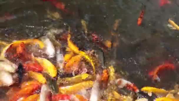 Koi Pesce Nuoto Belle Variazioni Colore Naturale Organico — Video Stock