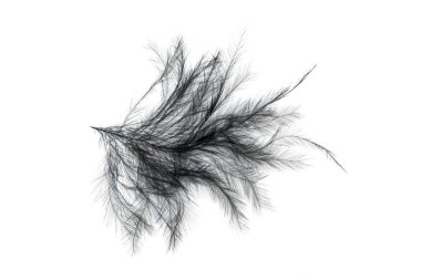 Siyah tüy yakın plan beyaz zemin üzerinde izole