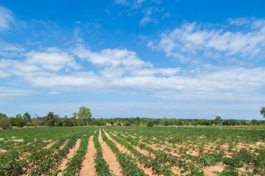 Mavi gökyüzü arka planlı Cassava tarlası