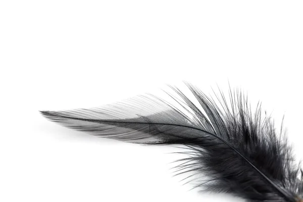 Close Black Feather Isolated White Background — Stock Photo, Image