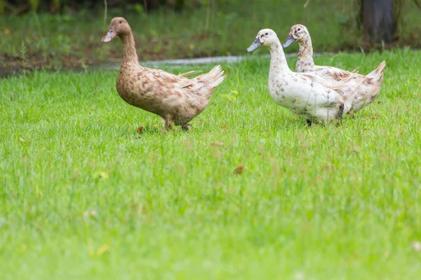 Patos Fundo Campo Grama Verde — Fotografia de Stock