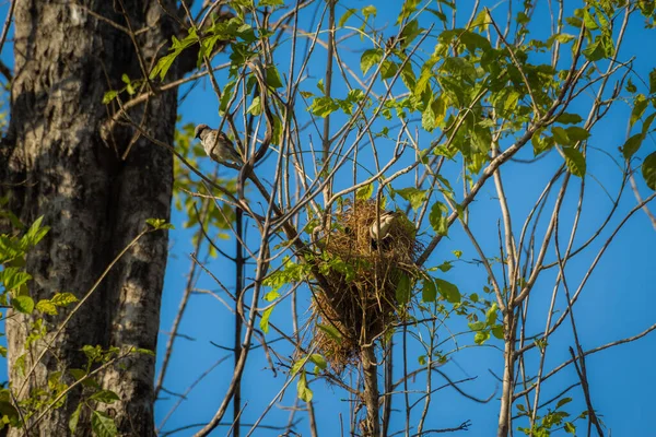 Nido Aves Árbol Con Pájaro — Foto de Stock