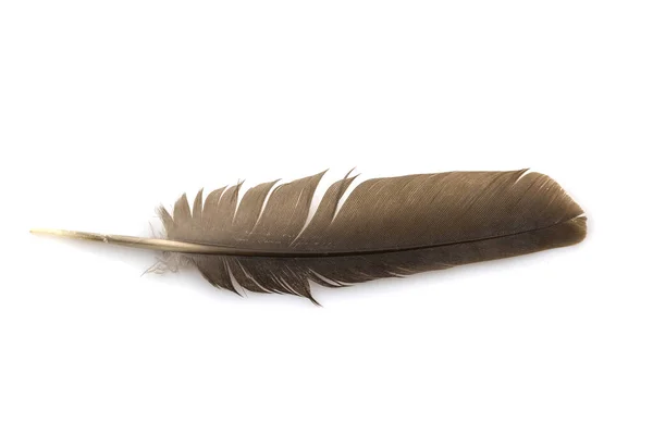 Close Brown Feather Isolated White Backgroind — Stock Photo, Image