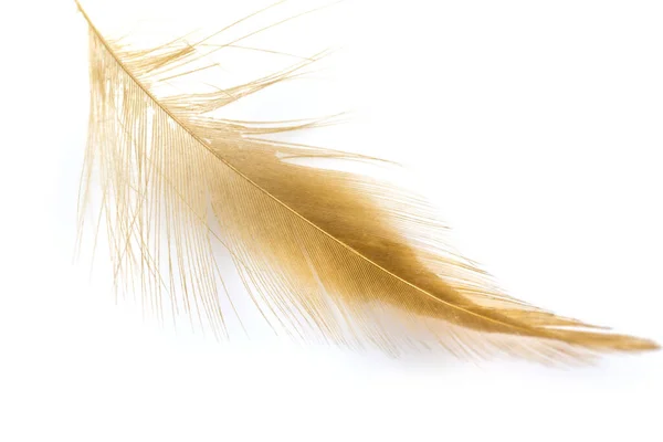 Pájaro Pluma Marrón Claro Aislado Sobre Fondo Blanco —  Fotos de Stock