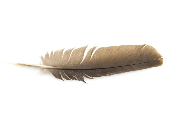 Close Brown Feather Isolated White Backgroind — Stock Photo, Image