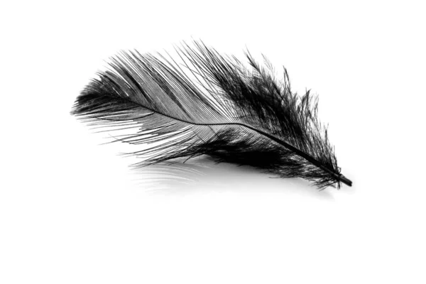 Close Small Black Feather Isolated White Backgroind — Stock Photo, Image