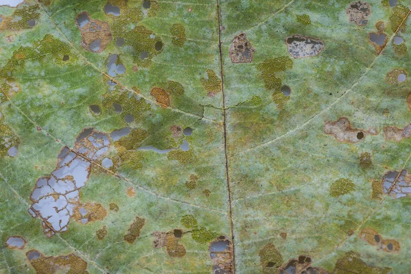 Las Plagas Comen Hojas Verdes Con Agujero Antes Que Árbol — Foto de Stock